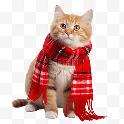 宠物圣诞节图片_有趣顽皮的小猫戴着红围巾，看着