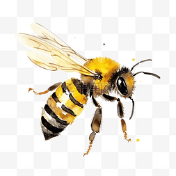 水彩插图蜜蜂