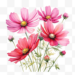 粉红色的波斯菊花水彩插图
