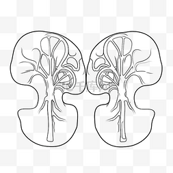解剖人体肾脏矢量线图标手绘内部
