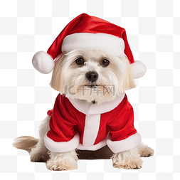 小狗掌印图片_穿着红色圣诞服戴着帽子的马耳他
