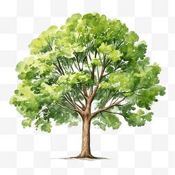 立方锥体图片_树与绿叶水彩插图