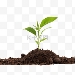 希望的背景图片_年轻的绿色植物和土壤分离
