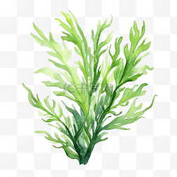 水彩海藻插图