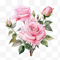 水彩花 粉红玫瑰