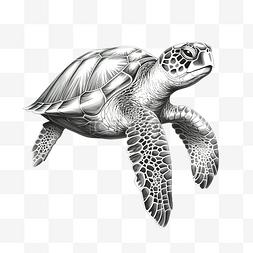 铅笔底纹风格的海龟插图