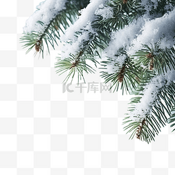 雪下的云杉树枝