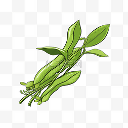 蚕豆蔬菜轮廓图