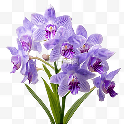 植物蓝紫色图片_蓝万代兰植物