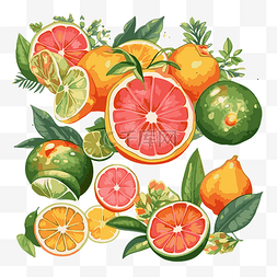 柑橘葡萄柚图片_柑橘剪贴画水彩插图的橙子和葡萄