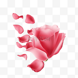 玫瑰花从图片_玫瑰花瓣从右侧分离落下情人节快