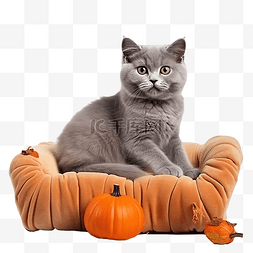 玩具沙图片_灰色苏格兰猫咬万圣节橙色南瓜躺