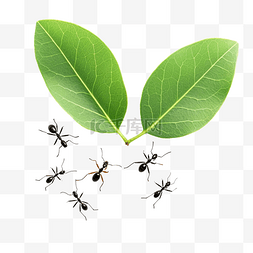 彩生日图片_蚂蚁和叶子