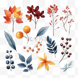 水彩画集秋天的花朵叶子和浆果
