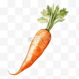 新鲜蔬菜胡萝卜图片_胡萝卜的水彩画