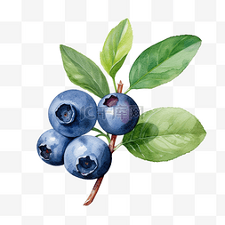 蓝莓先生图片_水彩画蓝莓