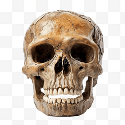 人类手骨骼图片_非洲南方古猿头骨