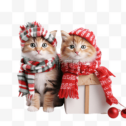 可爱的猫戴着圣诞帽和围巾拿着礼
