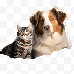 可爱猫和狗图片_一只狗和一只猫一起坐在圣诞树附