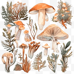 白色背景上的植物蘑菇和动物植物