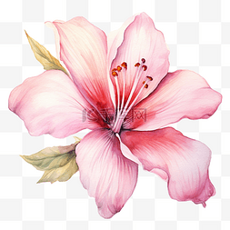 水彩粉紅色的花