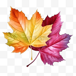 葡萄叶在写实风格秋叶彩色png插图
