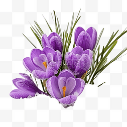 番红花花束图片_番红花花春天第一个紫色藏红花与