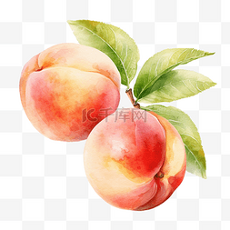桃子的一半图片_桃子水果水彩插图