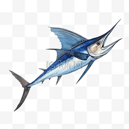 蓝马林箭鱼跳跃