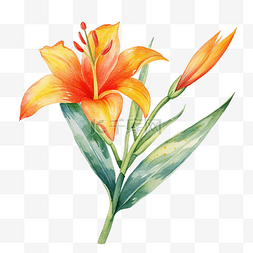 卡片小装饰图片_普斯利花中的热带花卉装饰水彩
