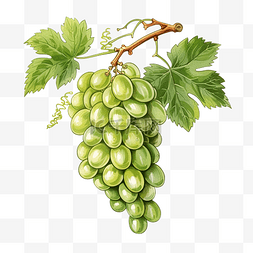 画一串葡萄和椭圆形的绿色浆果