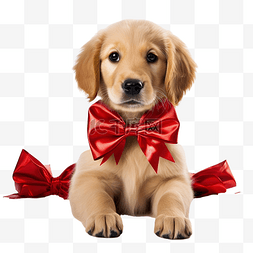 现场饲养的金毛小狗与圣诞蝴蝶结