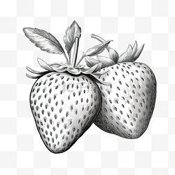 草莓素描线