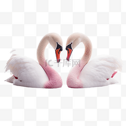 两只粉红色的天鹅