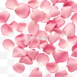 粉紅色的玫瑰花瓣