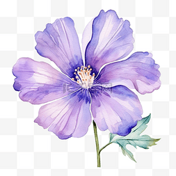 紫罗兰花水彩