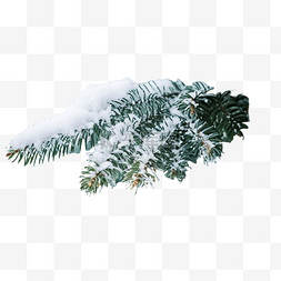 覆盖着冰的图片_云杉林中，绿色蓬松的圣诞树树枝
