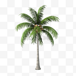 棕子叶子图片_棕榈椰子树 3d 模型