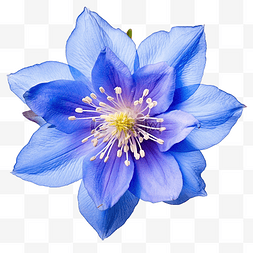 蓝色的耧斗菜花
