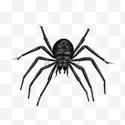 蜘蛛瓢虫图片_黑色涂鸦蜘蛛