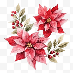 鲜花赞扬图片_水彩圣诞一品红鲜花花束元素