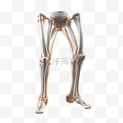 人体器官骨图片_人体膝关节