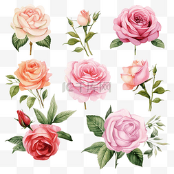 一套甜玫瑰花水彩收藏花束 illustra