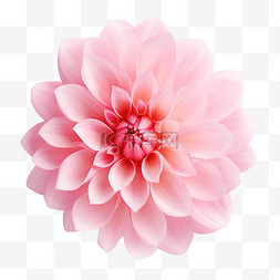 粉色植物水彩图片_孤立的粉紅色花