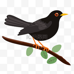 黑鸟剪贴画 黑鸟坐在白色背景卡