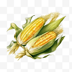 玉米和谷物图片_水彩画新鲜甜黄玉米数字绘画食品