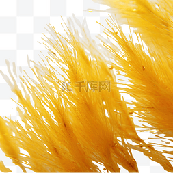 金属拉丝免抠素材图片_黄色金属丝的宏观拍摄