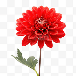 草本植物红花图片_带芽的装饰红花
