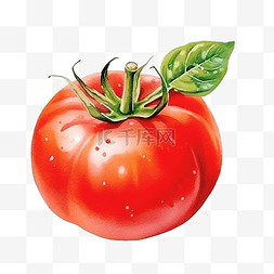 收成图片_水彩番茄蔬菜