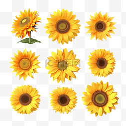 孤立的向日葵集合的 3d 渲染